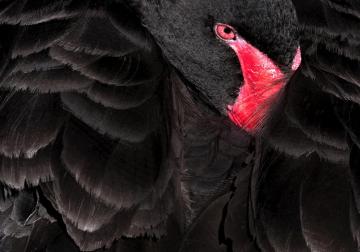 http://52.30.162.43/sites/default/files/styles/article_normal/public/2020-05/Cisne%20negro%20-%20Segarra.jpg?itok=Pk8rSE2l&x=1759593162