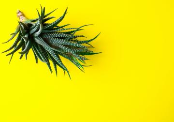 http://52.30.162.43/sites/default/files/styles/article_normal/public/istock-925916744.jpg?itok=2redIHx0&x=1759662633